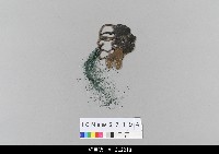 藏品(中國湖北皮影戲偶頭-生)的圖片